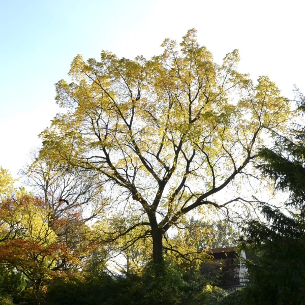 Juglans mandshurica – ořešák mandžuský