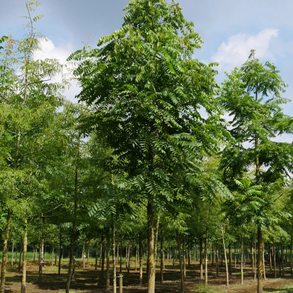 Juglans nigra – ořešák černý