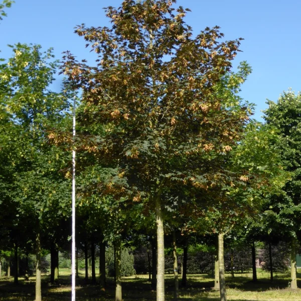 Acer pseudoplatanus – javor klen