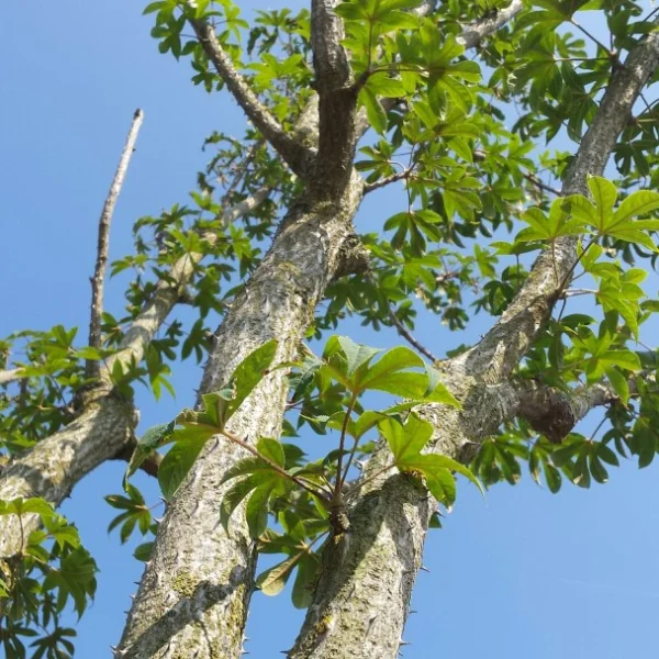 Kalopanax septemlobus – kalopanax pestrý