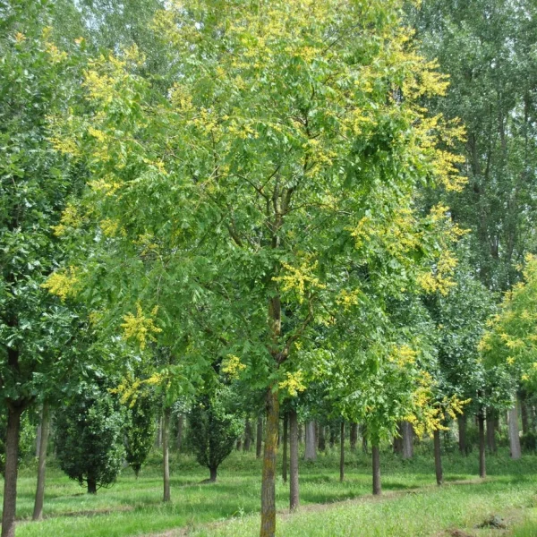 Koelreuteria paniculata – Svitel latnatý