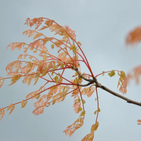 Koelreuteria paniculata 'Coral Sun' – svitel latnatý 'Coral Sun'
