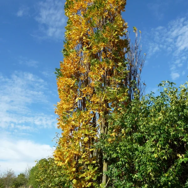 Koelreuteria paniculata 'Fastigiata' – svitel latnatý 'Fastigiata'