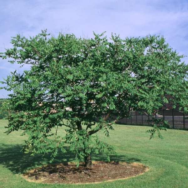 Koelreuteria paniculata 'September' – svitel latnatý 'September'