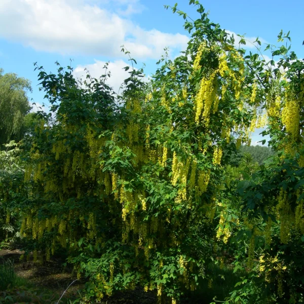 Laburnum anagyroides – štědřenec odvislý