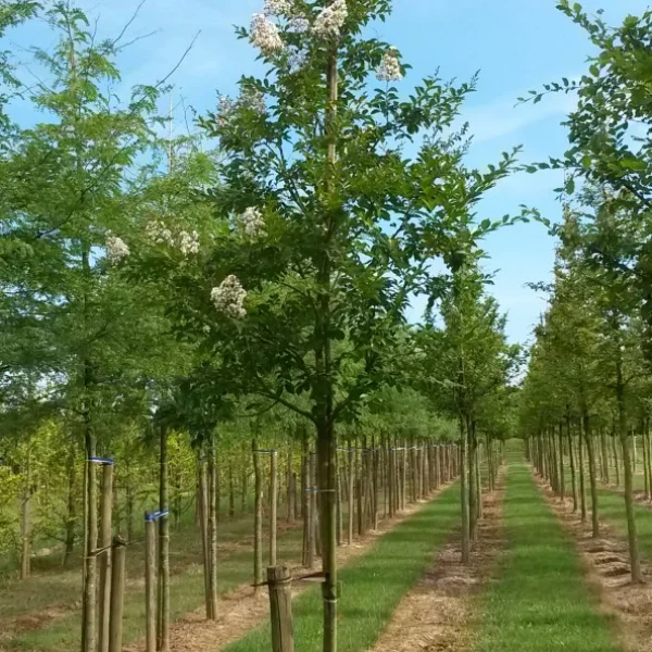 Lagerstroemia 'Natchez' – lagerstroémie 'Natchez'