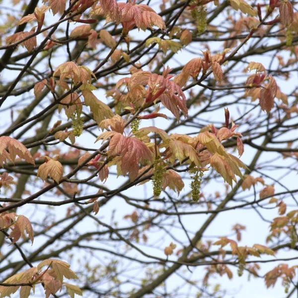 Acer pseudoplatanus 'Brilliantissimum' – javor klen'Brilliantissimum'