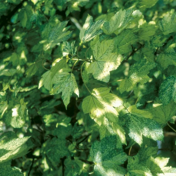 Acer pseudoplatanus 'Leopoldii' – javor klen 'Leopoldii'