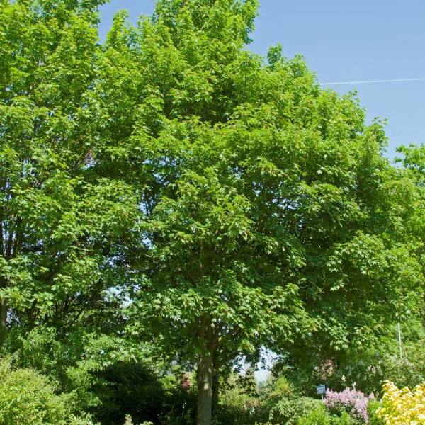 Acer pseudoplatanus 'Negenia' – javor klen 'Negenia'