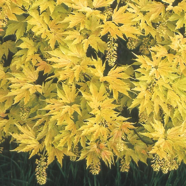 Acer pseudoplatanus 'Prinz Handjery' – javor klen 'Prinz Handjery'