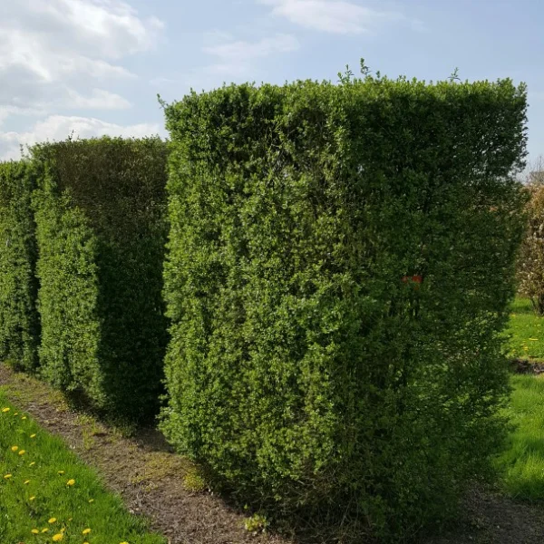 Ligustrum vulgare 'Atrovirens' – ptačí zob 'Atrovirens'