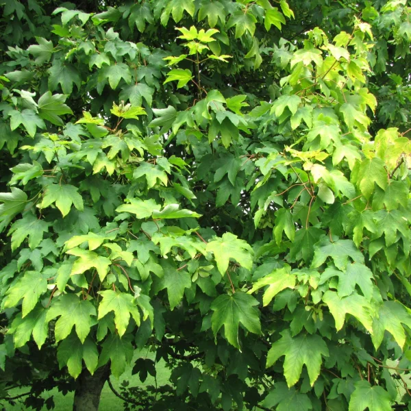 Acer pseudoplatanus 'Worley' – javor klen 'Worley'