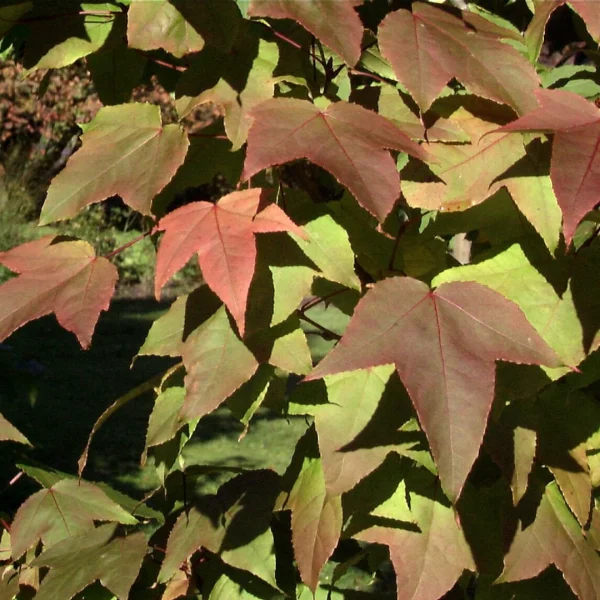Liquidambar formosana var. monticola – ambroň tajvanská var. Monticola