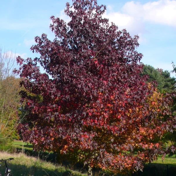 Liquidambar styraciflua 'Andrew Hewson' – ambroň západní 'Andrew Hewson'