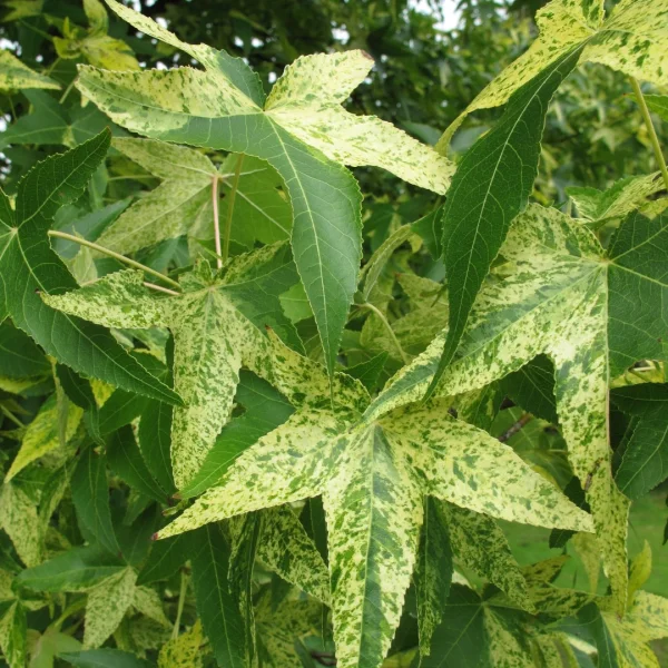 Liquidambar styraciflua 'Aurea' – ambroň západní 'Aurea'