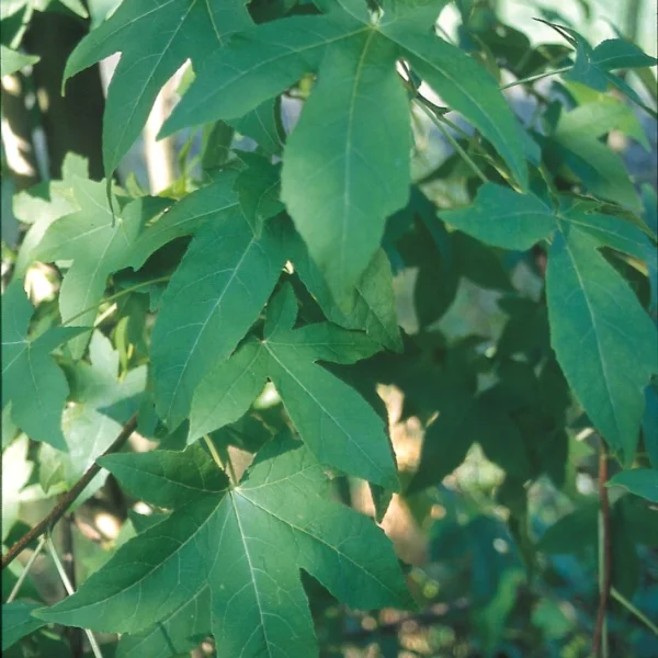 Liquidambar styraciflua 'Burgundy' – ambroň západní 'Burgundy'