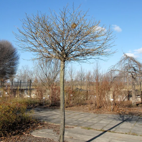 Liquidambar styraciflua 'Gum Ball' – ambroň západní 'Festival'