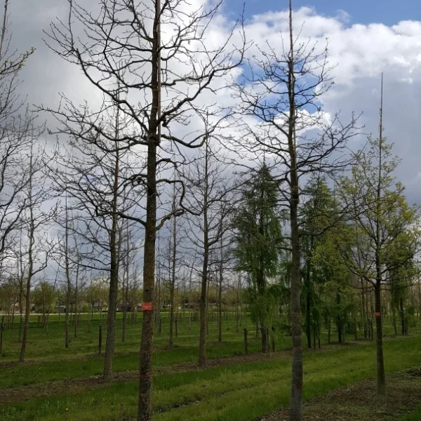 Liquidambar styraciflua HAPPIDAZE 'Happdell' – ambroň západní HAPPIDAZE 'Happdell'
