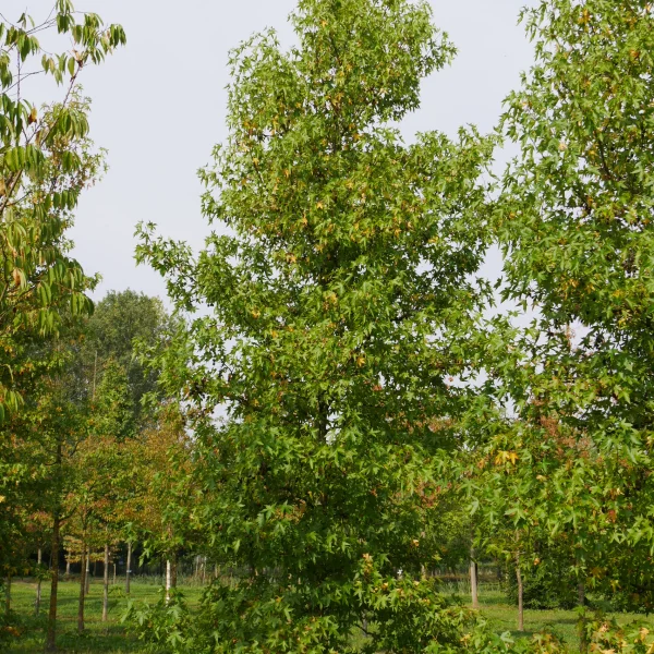 Liquidambar styraciflua 'Lane Roberts' – ambroň západní 'Lane Roberts'