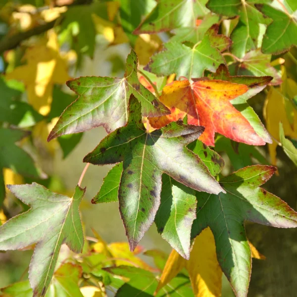 Liquidambar styraciflua 'Moraine' – ambroň západní 'Moraine'