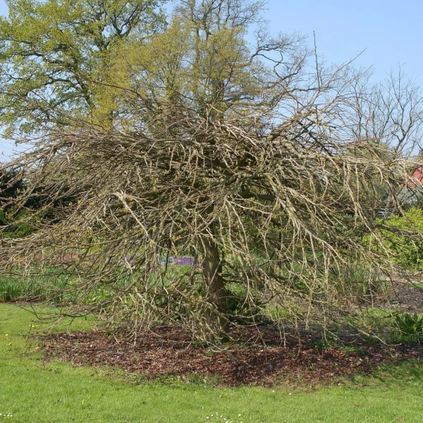 Liquidambar styraciflua 'Pendula' – ambroň západní 'Pendula'