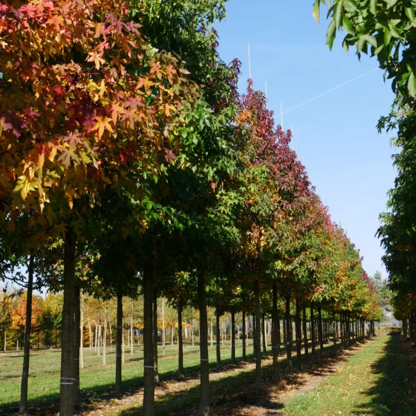 Liquidambar styraciflua 'Silver King' – ambroň západní 'Silver King'
