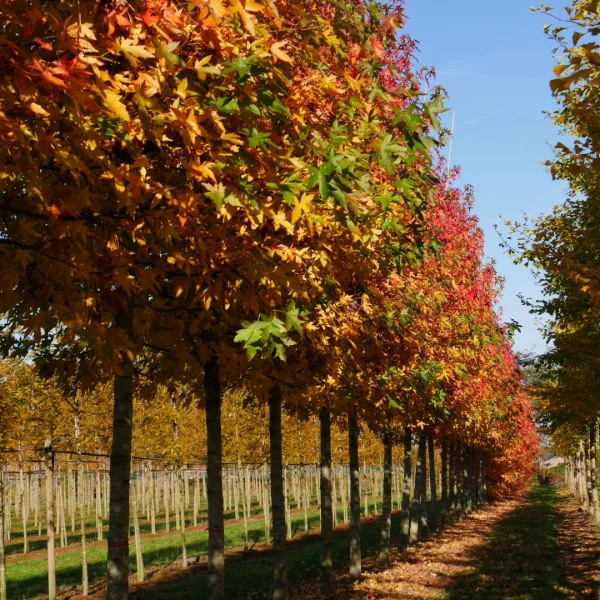 Liquidambar styraciflua 'Worplesdon' – ambroň západní 'Worplesdon'