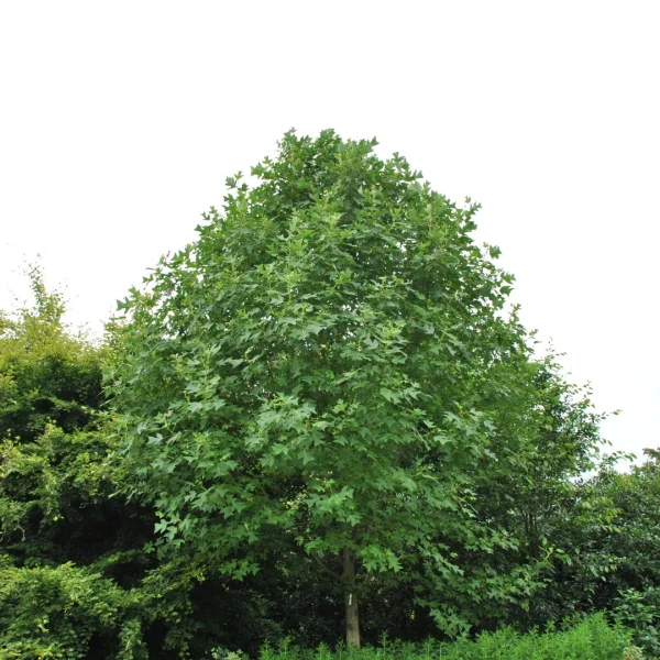 Liriodendron chinense – liliovník čínský