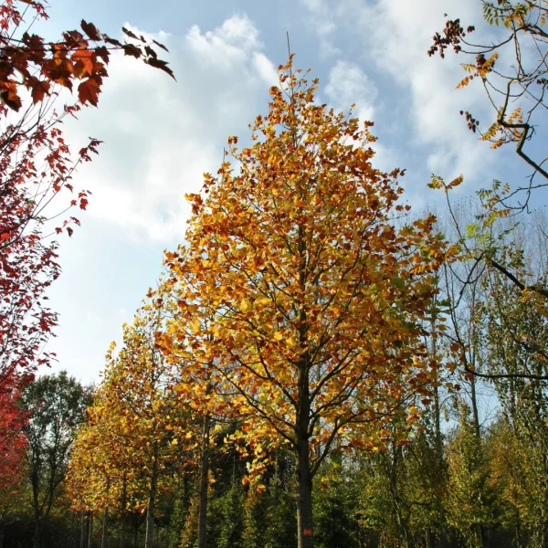 Liriodendron tulipifera – liliovník tulipánokvětý