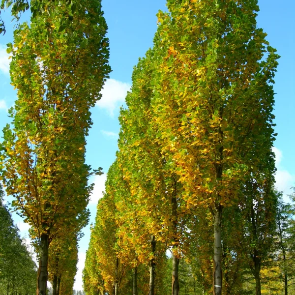 Liriodendron tulipifera 'Fastigiatum' – liliovník tulipánokvětý 'Fastigiatum'