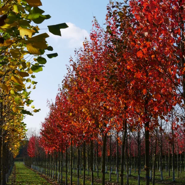 Acer rubrum – javor červený