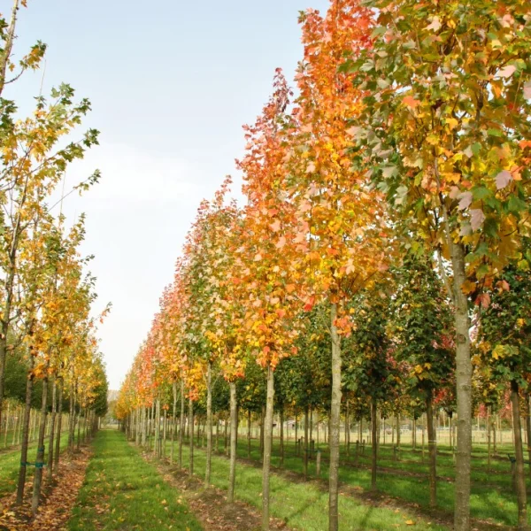 Acer rubrum 'Bowhall' – javor červený 'Bowhall'