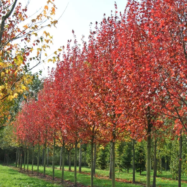 Acer rubrum 'Brandywine' – javor červený 'Brandywine'