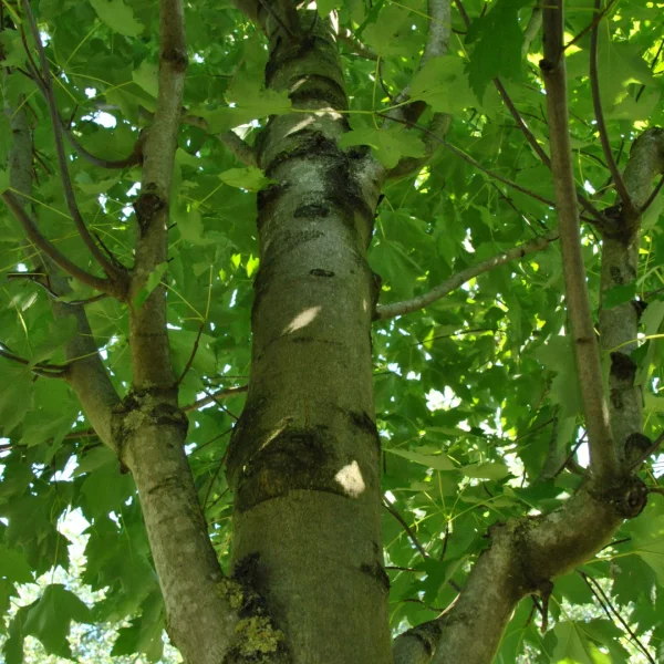 Acer rubrum 'Karpick' – javor červený 'Karpick'