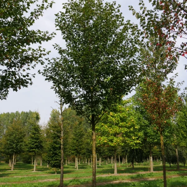 Acer rubrum 'Northwood' – javor červený 'Northwood'