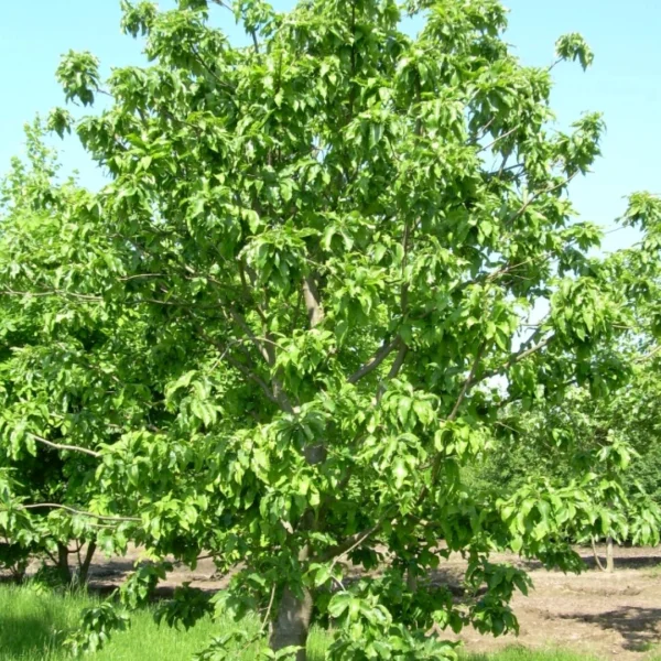 Castanea sativa 'Vincent van Gogh' – kaštanovník jedlý 'Vincent van Gogh'