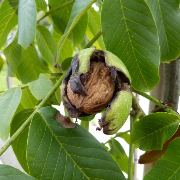 Juglans regia 'Broadview' – ořešák královský 'Broadview'