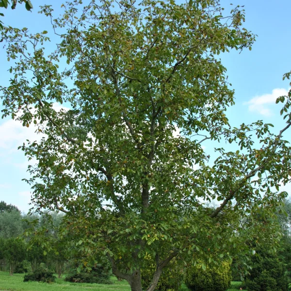 Juglans regia 'Coenen' – ořešák královský 'Coenen'