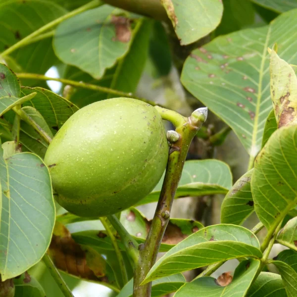 Juglans regia 'Franquette' – ořešák královský 'Franquette'