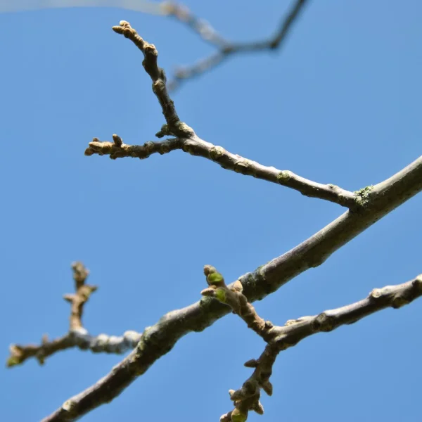 Juglans regia 'Guillot' – ořešák královský 'Guillot'