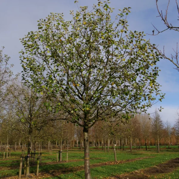 Malus domestica 'Bramley's Seedling' – jabloň 'Bramley's Seedling'