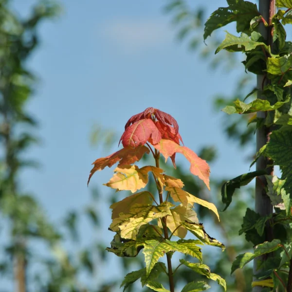 Acer rubrum 'Red Rocket' – javor červený 'Red Rocket'