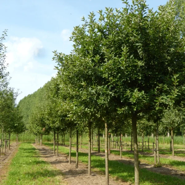 Malus domestica 'Discovery' – jabloň 'Discovery'