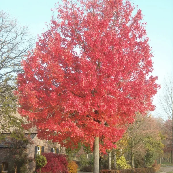 Acer rubrum RED SUNSET ('Franksred') – javor červený RED SUNSET ('Franksred')