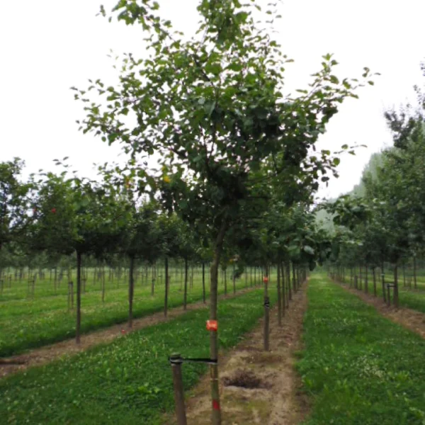 Malus domestica GOUDREINETTE ('Schone van Boskoop') – jabloň GOUDREINETTE ('Schone van Boskoop')