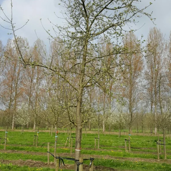 Malus domestica 'Gravensteiner' – jabloň 'Gravensteiner'
