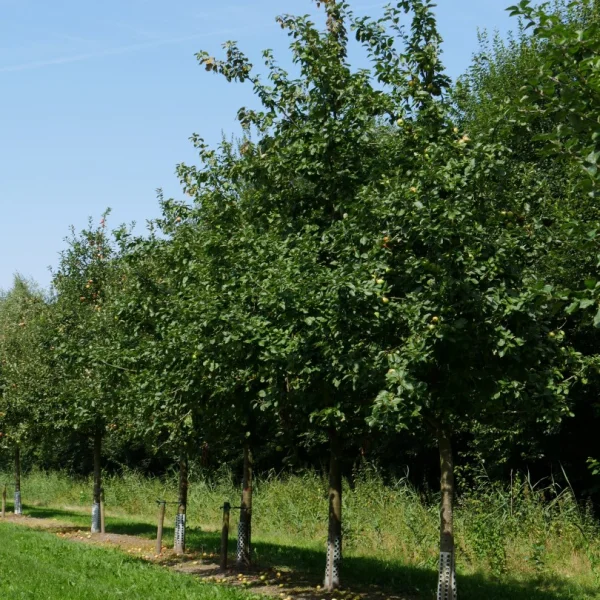 Malus domestica 'Jacques Lebel' – jabloň 'Jacques Lebel'