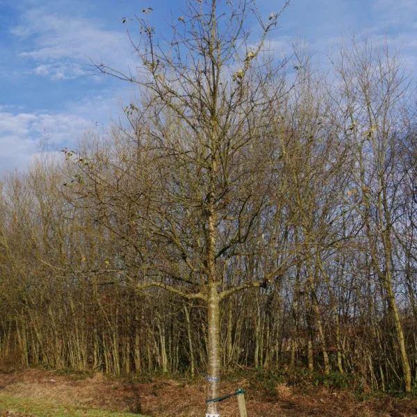 Malus domestica 'James Grieve' – jabloň 'James Grieve'