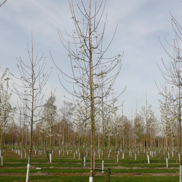 Malus domestica 'Jonathan' – jabloň 'Jonathan'