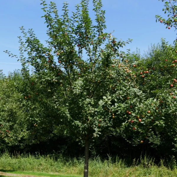 Malus domestica 'Kaiser Wilhelm' – jabloň 'Kaiser Wilhelm'